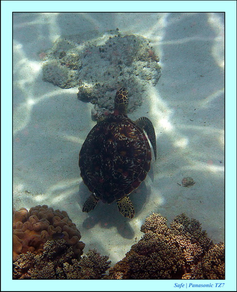 2012 - 07 - Apoh Island 70